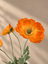 Orange Valmue Blomst