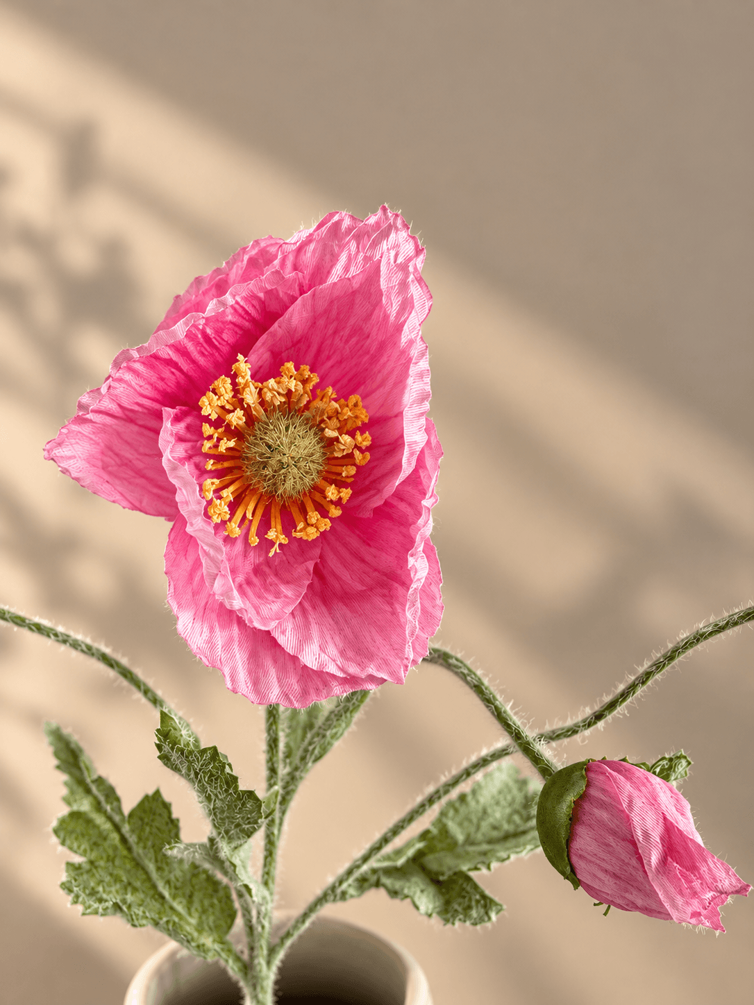Pink Valmue Blomst