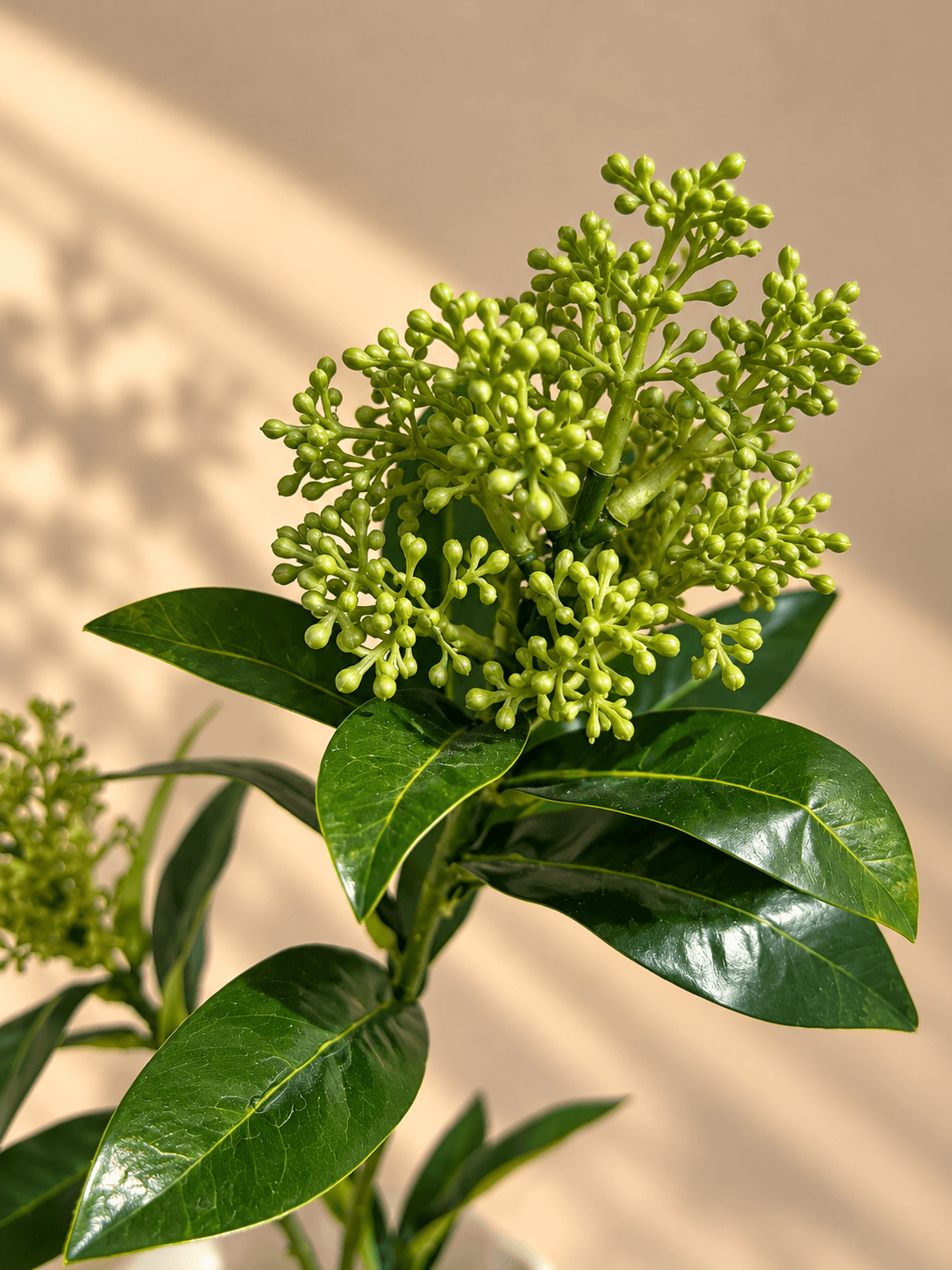 Skimmia Vinterbær - Grøn