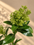 Skimmia Vinterbær - Grøn