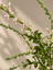 Salvie Blomst - Pink
