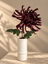 Krysantemum Blomst - Bourgogne