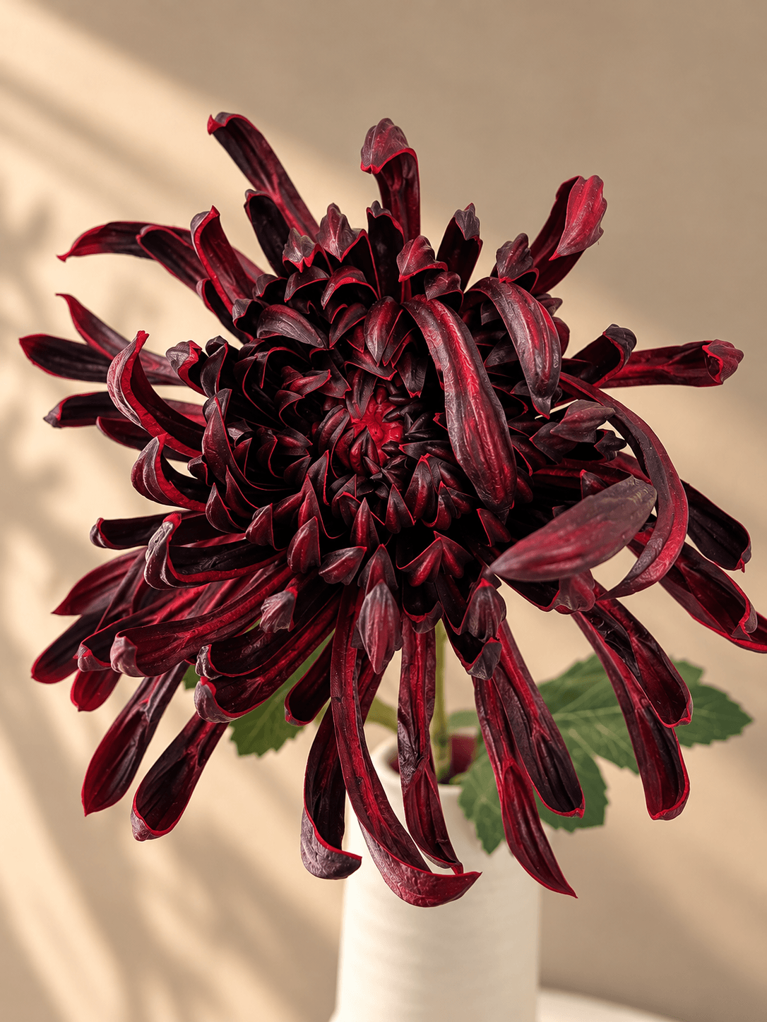 Krysantemum Blomst - Bourgogne